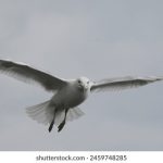 夜夜看片 app 0ews2