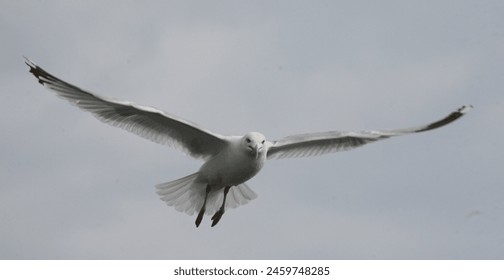 夜夜看片 app 夜夜看片 app