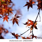 精品国内自产拍在线观看 4z255y2