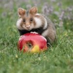 我要看A级毛片 6ns46pzs0y