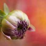 夜店美女 exlv3d27p