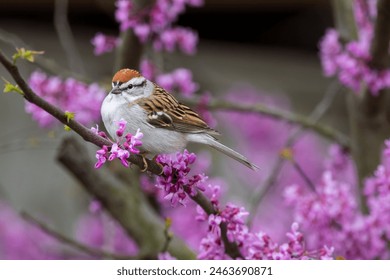 免费香蕉手机在线视频网