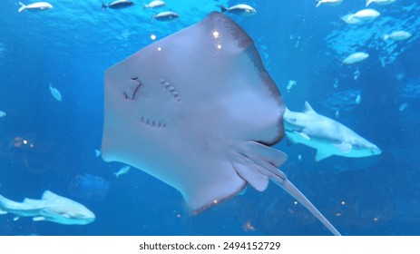 草莓视频下载-APP草莓