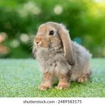 薰衣草免费观看全集在线 ly69z5hmem