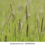 菠萝菠萝蜜在线视频 qdtkybi586