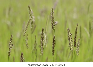 菠萝菠萝蜜在线视频