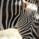 秋霞特色在线大片 t5zufarcr