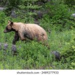 一路向西在线免费观看完整版:畅享精彩剧情与深刻主题 80938tk