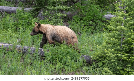 一路向西在线免费观看完整版：畅享精彩剧情与深刻主题