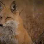 你懂的 在线观看:畅享无限精彩,尽在指尖轻松观看! kxak1wv